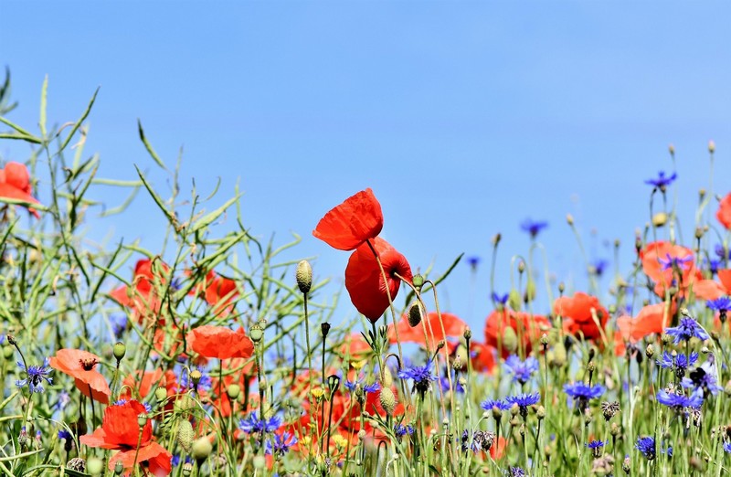 Apprendre en Jardinant