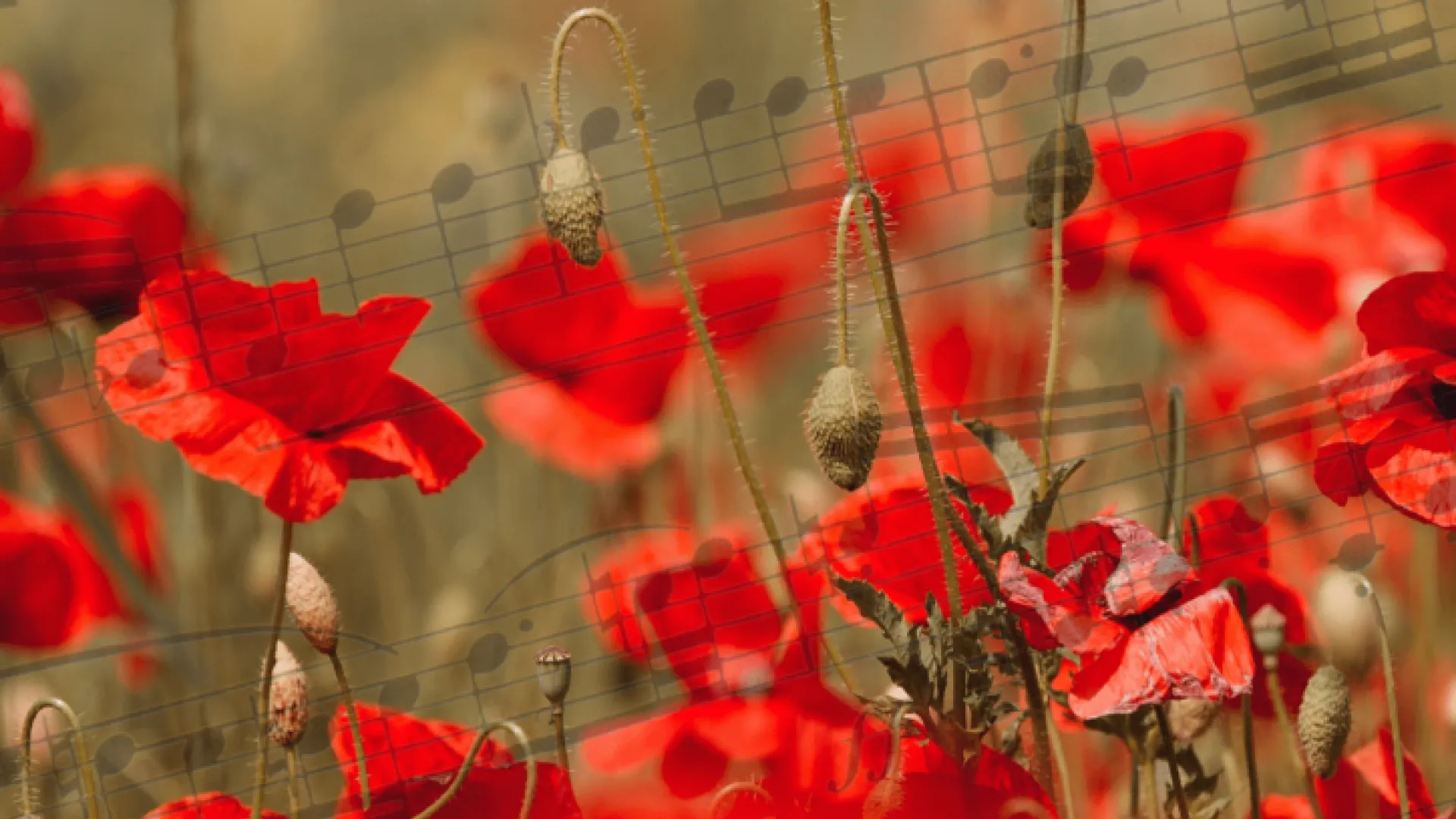Chantez Coquelicots 2025-2026