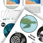 Extraits du dossier pédagogique sur la tortue verte. On y voit une fiche sur les zones de capture accidentelle (bycatch), une image de la tortue verte, et une planche de pictogrammes en noir et blanc représentant les menaces environnementales : changement climatique, pollution plastique, engins de pêche.
