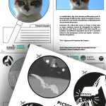Extraits du dossier ‘Grand rhinolophe’ montrant une fiche sur les dangers liés aux chats domestiques pour les chauves-souris, ainsi qu’une planche de pictogrammes représentant diverses menaces : pollution lumineuse, machines agricoles, réchauffement climatique, etc.