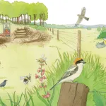 Illustration montrant un paysage rural transformé par les activités humaines. On y voit un agriculteur pulvérisant des produits, une pelleteuse détruisant une haie, des oiseaux et insectes en vol ou posés (dont la pie-grièche au premier plan), ainsi que des zones de bocage et de culture intensives. L’image illustre les menaces pesant sur la biodiversité, notamment pour les espèces liées aux haies.