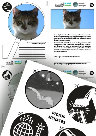 Extraits du dossier ‘Grand rhinolophe’ montrant une fiche sur les dangers liés aux chats domestiques pour les chauves-souris, ainsi qu’une planche de pictogrammes représentant diverses menaces : pollution lumineuse, machines agricoles, réchauffement climatique, etc.